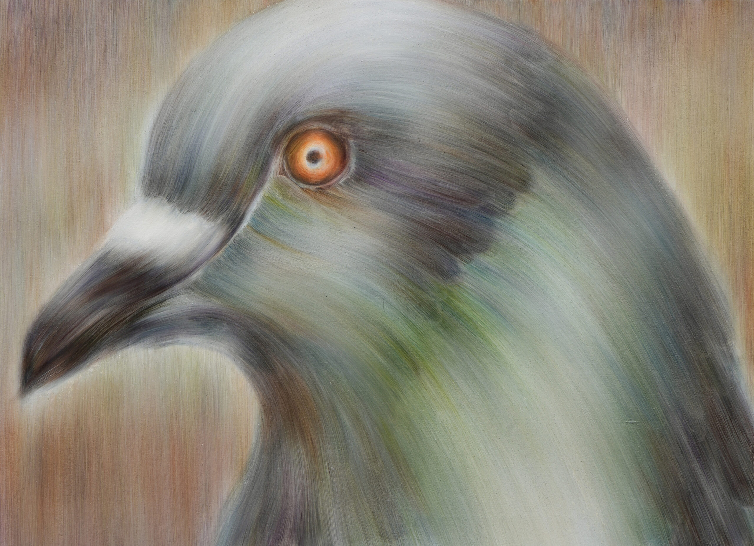 「Pigeon」1,000×803  oil on canvas 2024